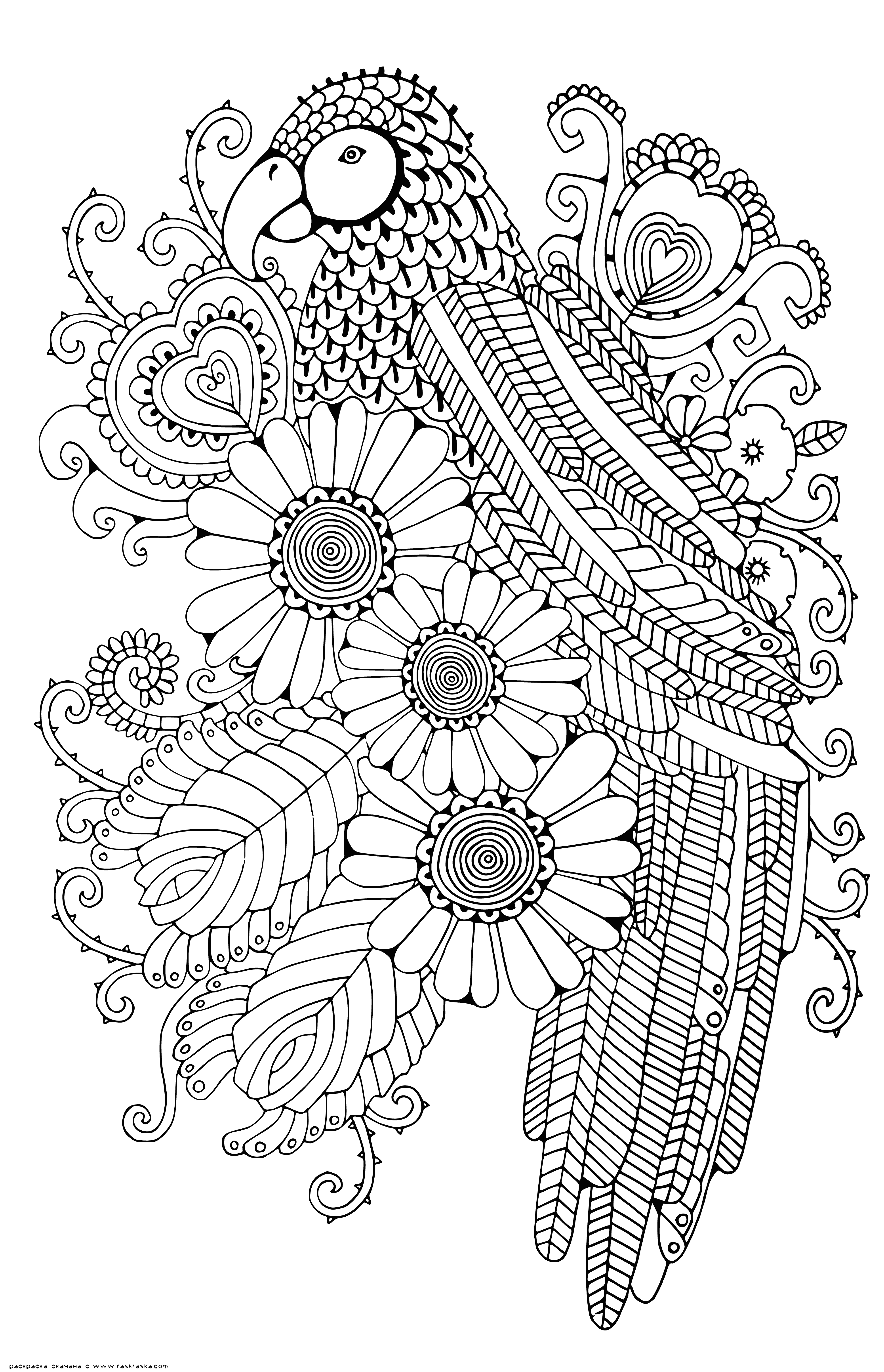 Parrot coloring page
