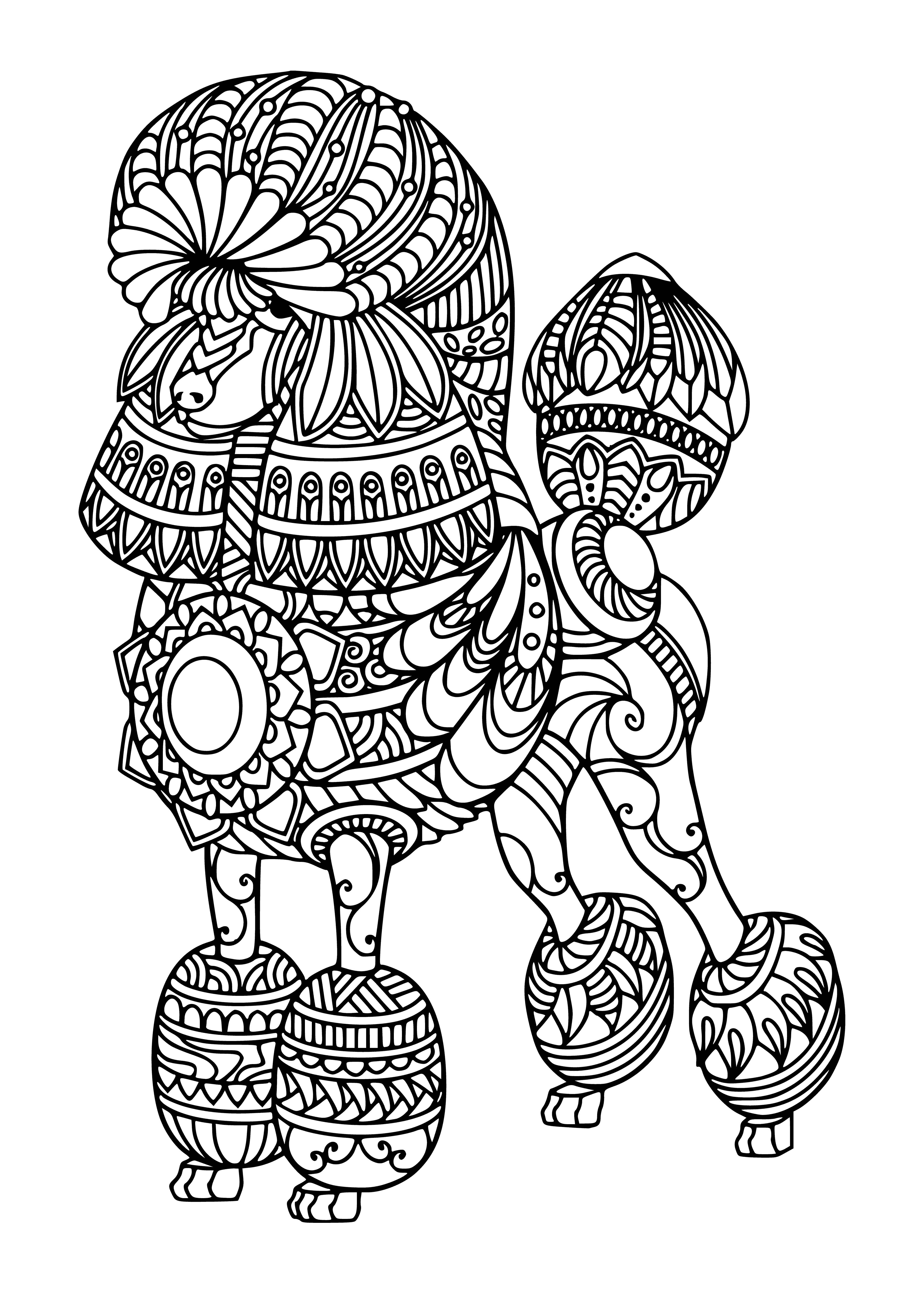 coloring page: Poodle is happy on a walk, with a perfect groomed coat and a wrinkled nose. Ready for a run!