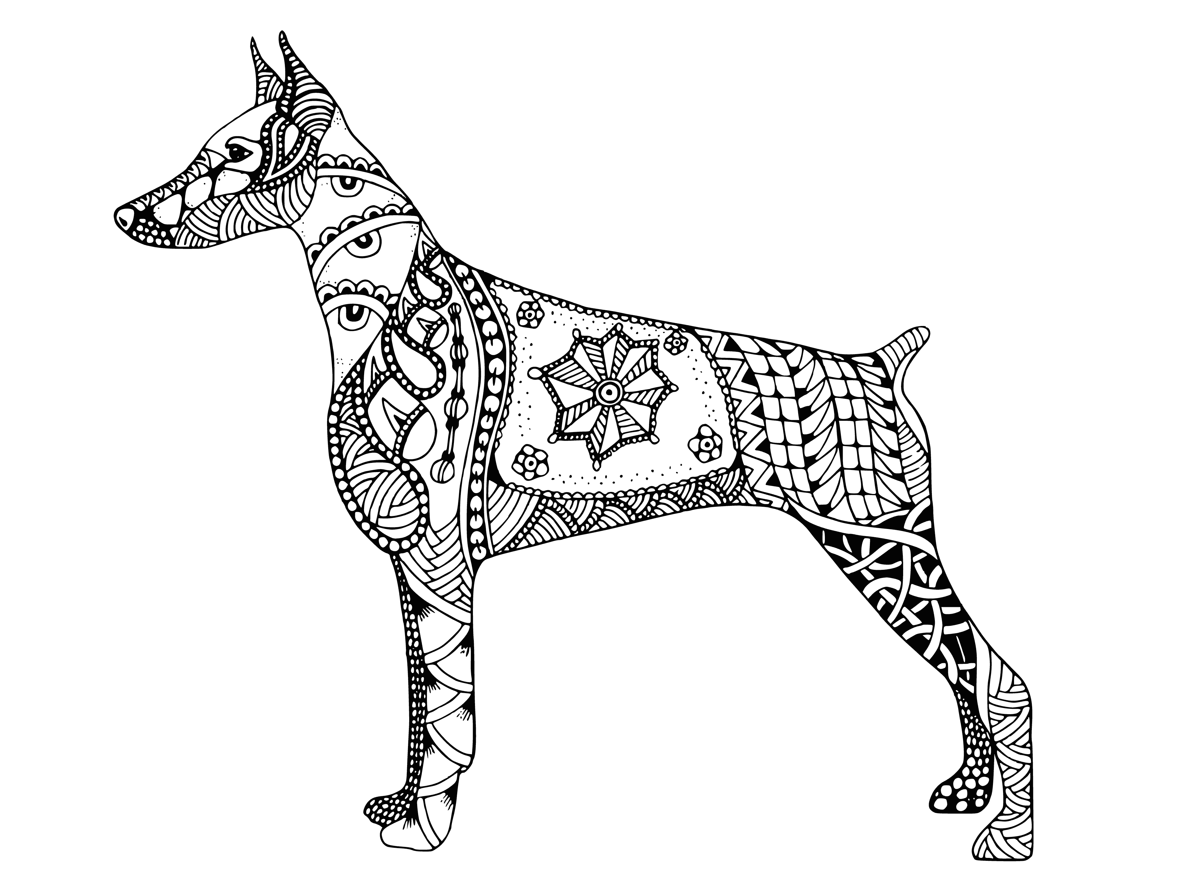 coloring page: The Doberman pinscher is a large, muscular and loyal dog with a sleek coat, typically in black and brown, but also red and blue.