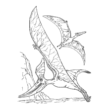 kolorowanka: Kolorowanki Dinozaury: Pterodon i Pterodaktyl