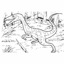 kolorowanka: Kolorowanka Dinozaur Celofisis Bauri