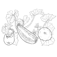 Légumes: Patisson, Zucchini, courgettes