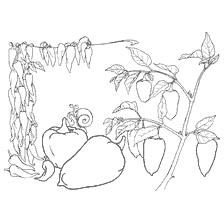 Légumes: poivre bulgare