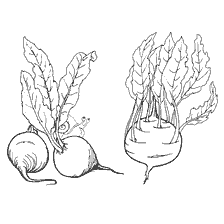 Ortaggi: Beets and Kohlrabi