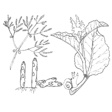 Ortaggi: Asparagi e Roar