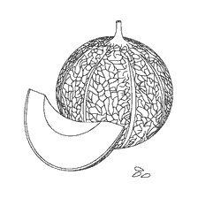 Cucumber and melon for coloring