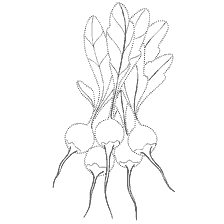 Vegetables: Radice