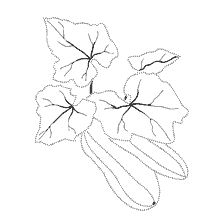 Disegno di zucchine con foglie per la colorazione