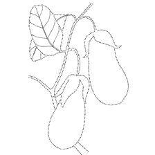 Disegno di melanzana con foglia