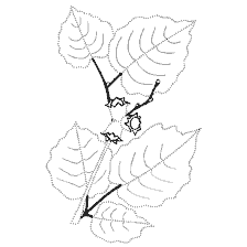 Feuilles et fruits de noisette en coloration