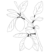 Coloring: Lemon