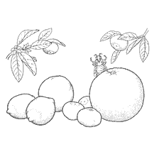 Citrus fruit for coloring