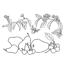 Coloring Fruits: Pear and Cherry