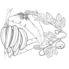 Figues et bananes