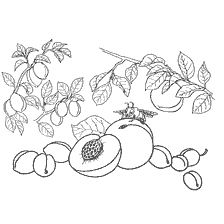 Kleurstoffen: Fruit - Peaches, Abricot, Plum