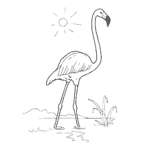 kolorowanka: Flamingo w zoo