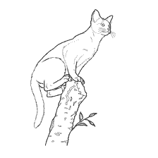 Gato abissiano