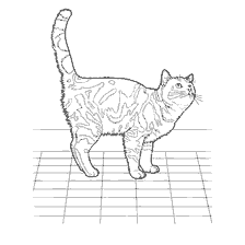 Inglês Shorthair Gato