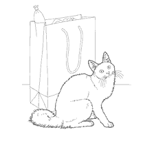 Gato Angora