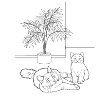 Gato birmanês em livro de coloração