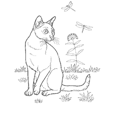 Colorindo o gato de Bombaim