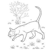The Eastern Shorthair Cat