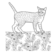 Mau gato egípcio