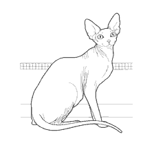 Cat Canadian Sphinx
