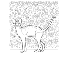 Cornish Rex Cat