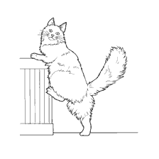 Gato de Maine Coon
