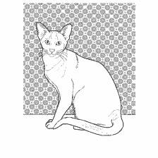 Oriental Siamese cat