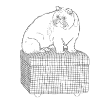 Persian cat on the litter
