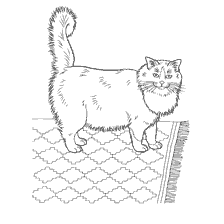 Coloração de gato de Rugdoll