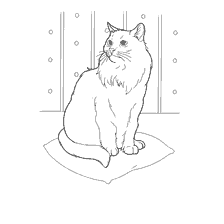 Colorindo o gato siberiano