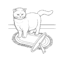 Exotic cat on a shell