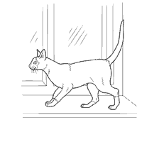 Gato de Siamês