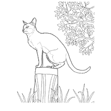 Coloração de um gato de Singapura sentado em um tronco