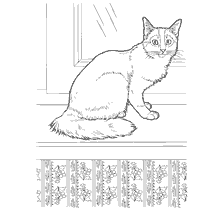 Imagem colorida de um gato somali contra o fundo de uma janela e padrão floral