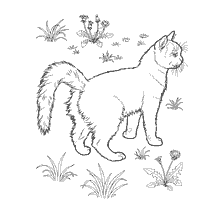 Cat Turkish van