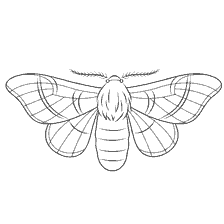 Malseite: Färbung Motte Schmetterling in schwarz und weiß