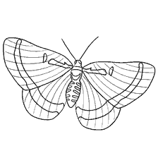 Malseite: Contour Schmetterling Färbung