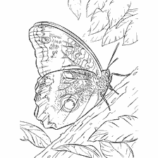 Malseite: Ein Schmetterling mit Blättern