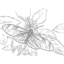 Malseite: Contour Färbung eines Schmetterlings vor dem Hintergrund der Blätter und Blumen