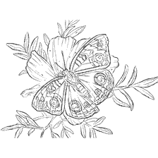 Malseite: Färbung mit einem Schmetterling auf einer Blume