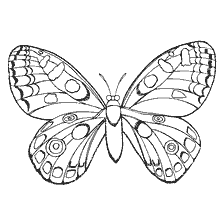 Malseite: Schwarz und weiß Schmetterling Färbung