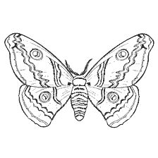 Malseite: Peacock Augen Schmetterling in Färbung