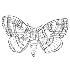 Malseite: Contour Schmetterling Färbung