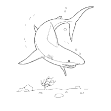 Shark kolorowanki dla dzieci