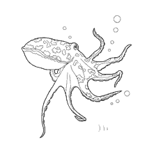 Octopus