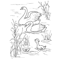 pagina da colorare: Duckling vede i cigni della fiaba di Hans Christian Andersen